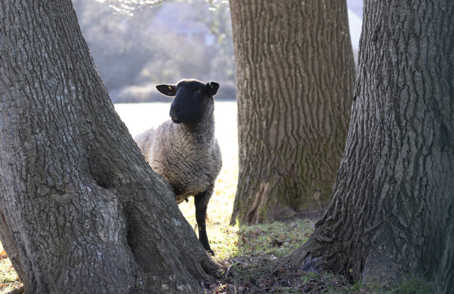 lvs hassocks sheep